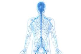 Peripheral Nerves