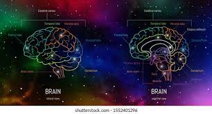 Neuroanatomy